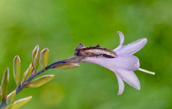 Хохлатка на отдыхе ))