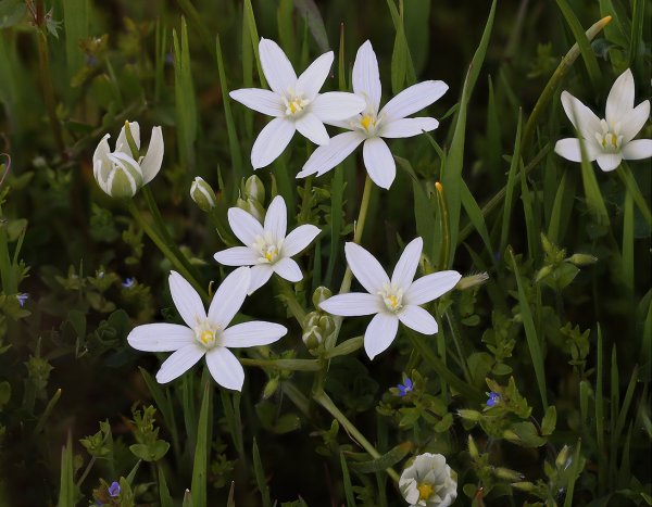 IMG_0100-1  Гармала обыкновенная peganum harmala