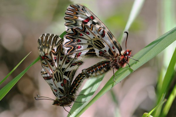 IMG_0190-1 Поликсены (zerynthia polyxena)