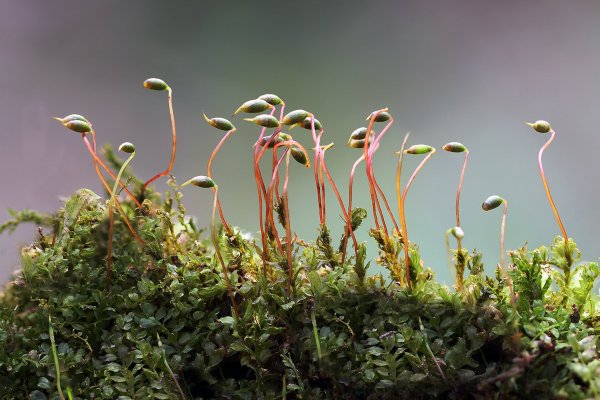 IMG_0505-1 Мох кукушкин лен