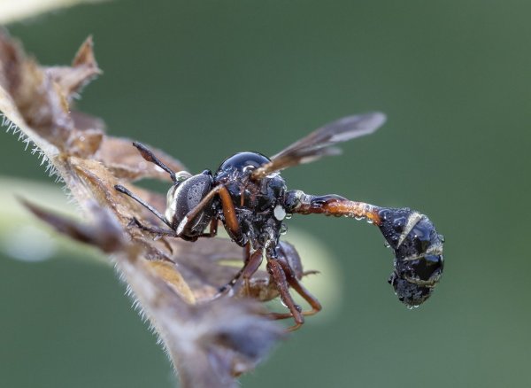 Двукрылая разбойница