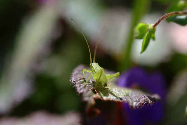 IMG_0755B Нимфа зелёного кузнечика (лат. Tettigonia viridissima)