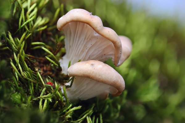 Plants and mushrooms