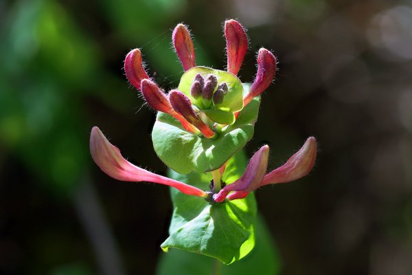 IMG_0840-1 Жимолость каприфоль lonicera caprifolium