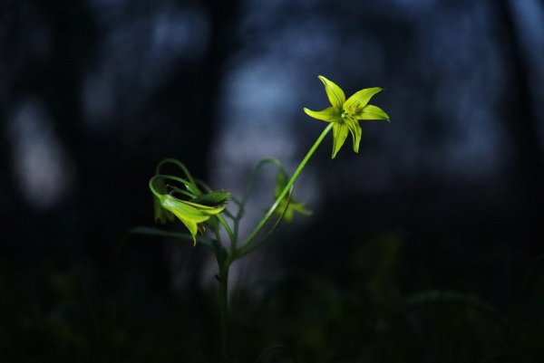 Гусиный лук