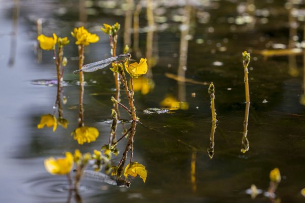 В тихой заводи