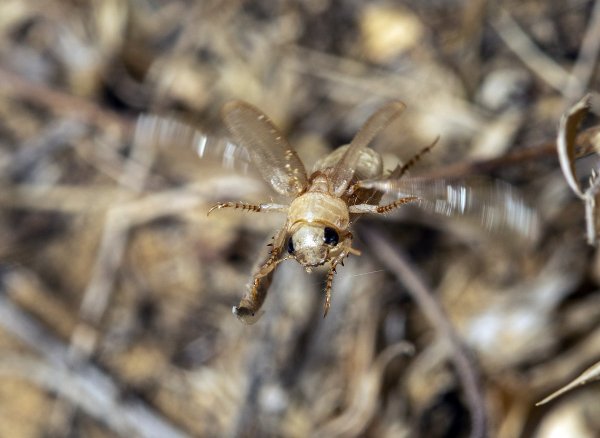 Ночью над пустыней.
