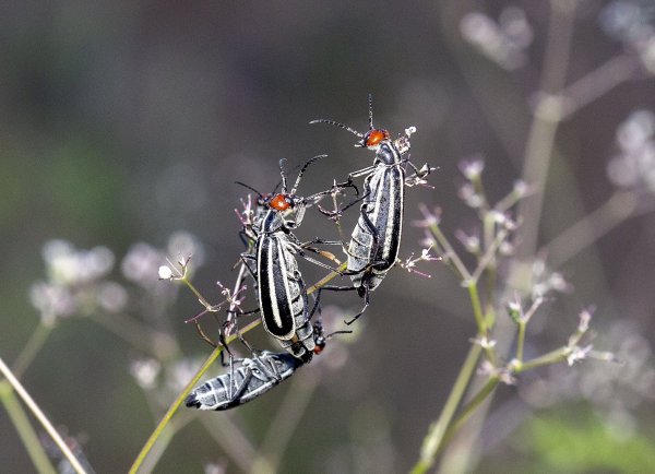Красношапочная компания.