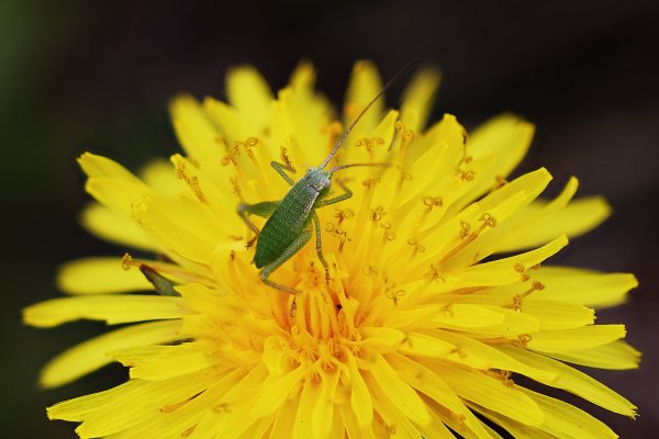 IMG_1608 Кузнечики молоденькие зеленые