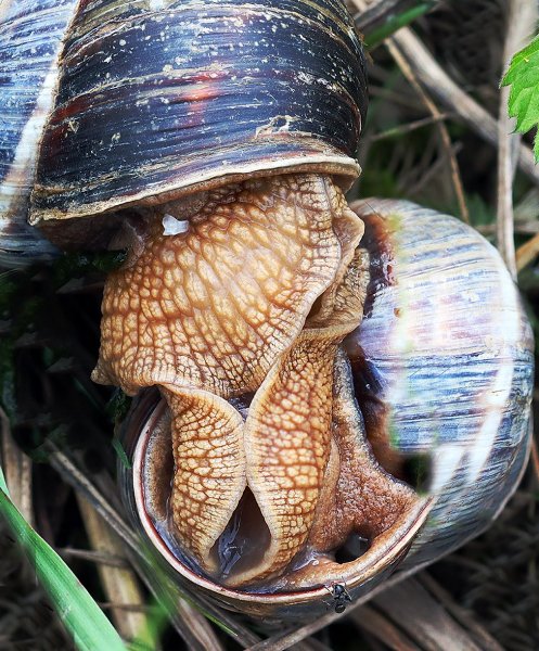 IMG_1676  Виноградные улитки helix pomatia