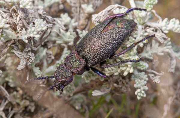 Скульптурный.