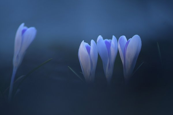 Plants and mushrooms