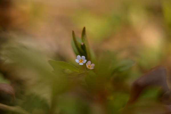 Plants and mushrooms