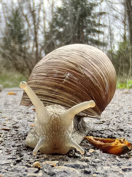 Весеннее дефиле улитки