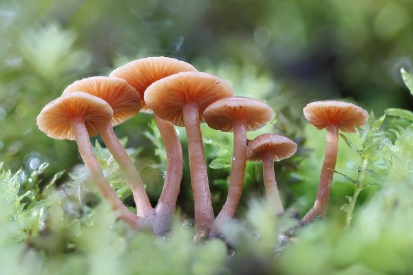 IMG_2200 копия Лаковица обыкновенная