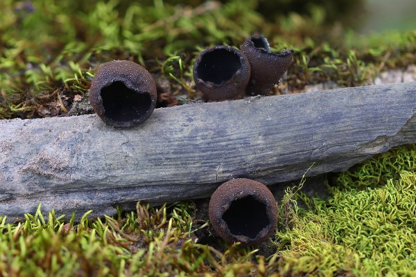 IMG_2277 Урнула бокаловидная (urnula craterium)