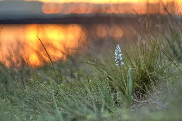 Plants and mushrooms