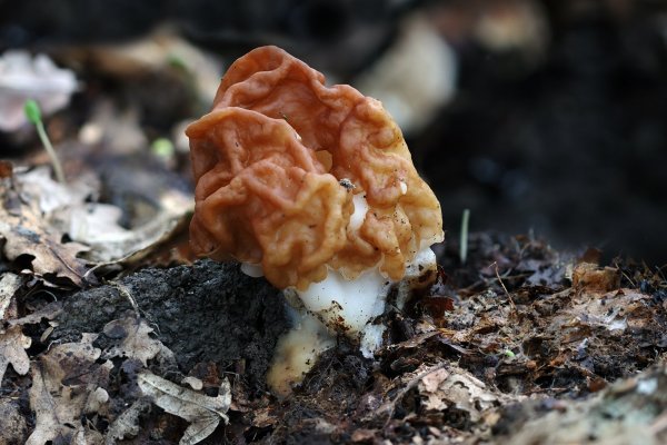 IMG_2696 Строчок обыкновенный ядовитый гриб