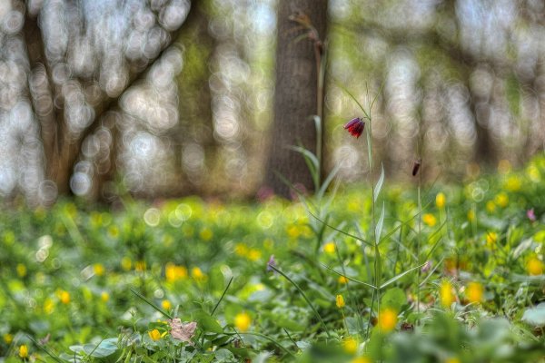 Plants and mushrooms