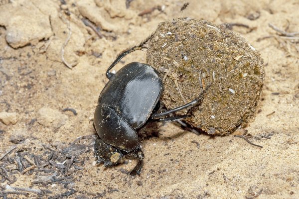 Сизифов труд.