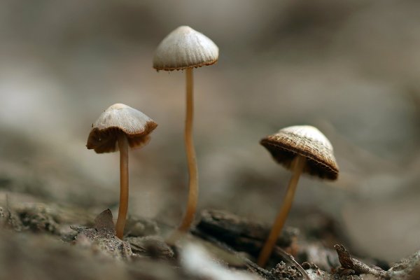 IMG_2797  Псилоцибе полуланцетовидная  относится к ядовитым грибам,