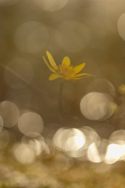 Чистяк весенний