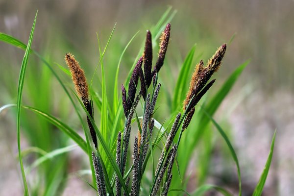 Plants and mushrooms