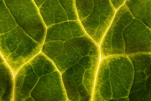 В жилах течёт весна