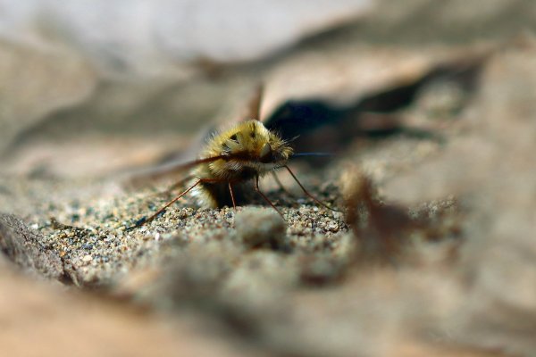 IMG_2878-1   Приятно погреть лапки и брюшко в теплом песке