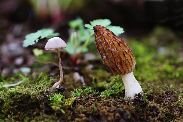 Plants and mushrooms