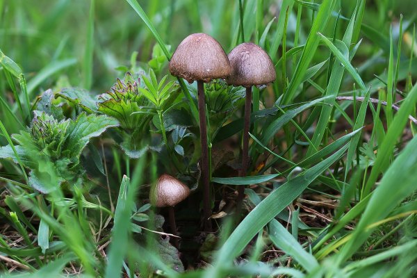 IMG_3050  Панаэолус мотыльковый, Panaeolus papilionaceus