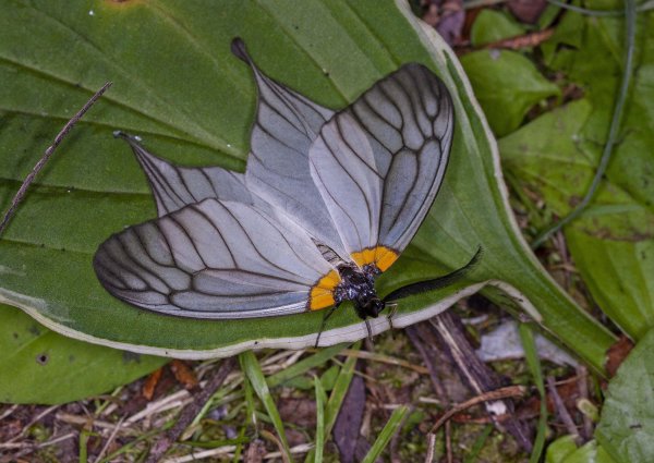 Восточноазиатская экзотика.