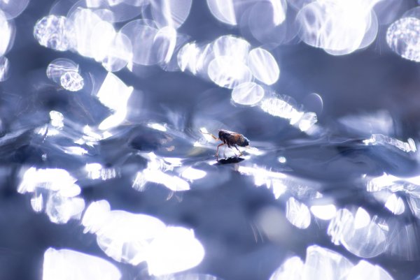 Бокешки и букашка