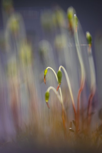 Plants and mushrooms