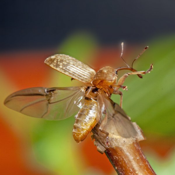 Кто сказал, что слоны не летают?!