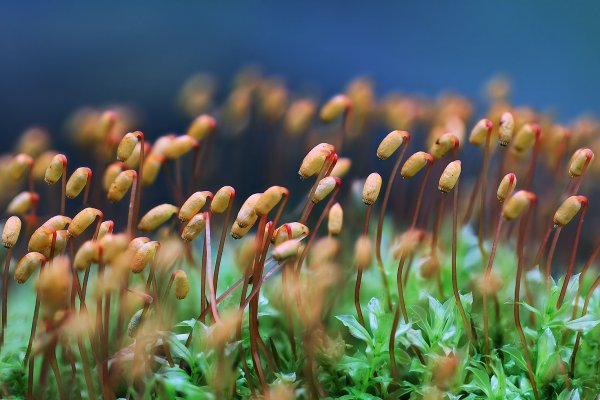 IMG_3333-1  Кукушкин лён (лат. Polytrichum commune)