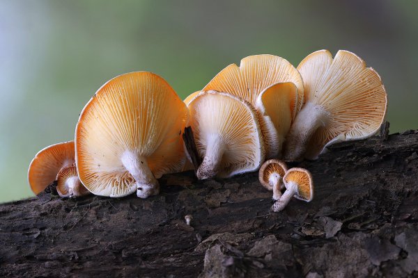 IMG_3626  Вёшенка устричная (pleurotus ostreatus)