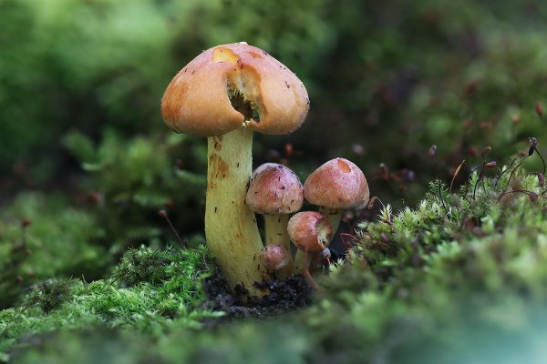 IMG_3900B-1  Ложноопёнок серно-жёлтый (Hypholoma fasciculare)