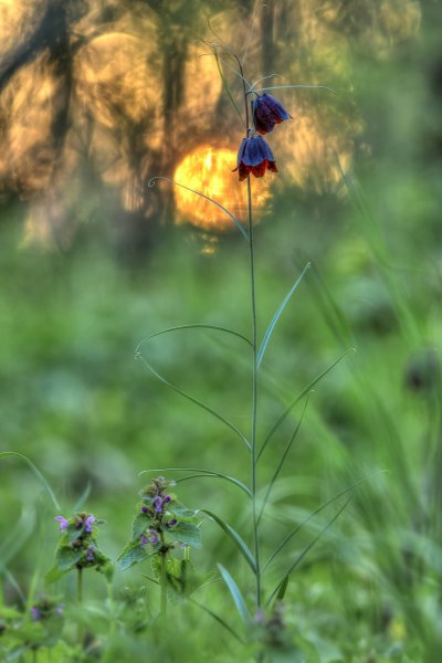 Sunset in the thickets