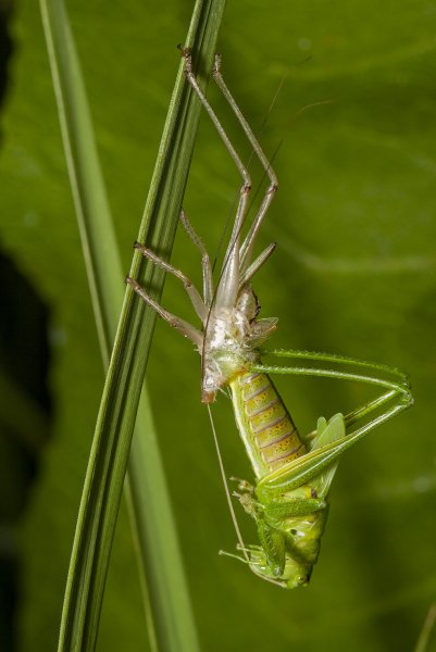 Этот костюмчик уже маловат.