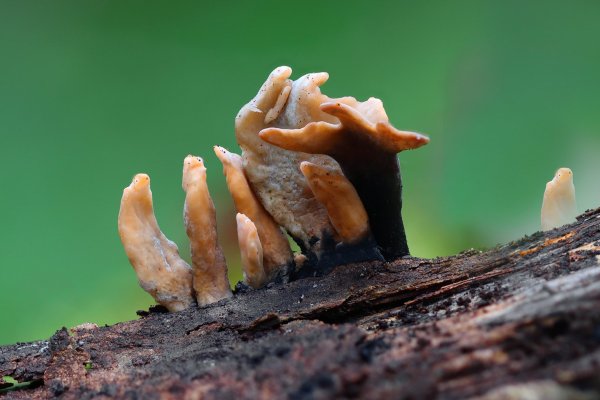 IMG_4656-1  Клавулина коралловидная (Clavulina coralloides) рогатики