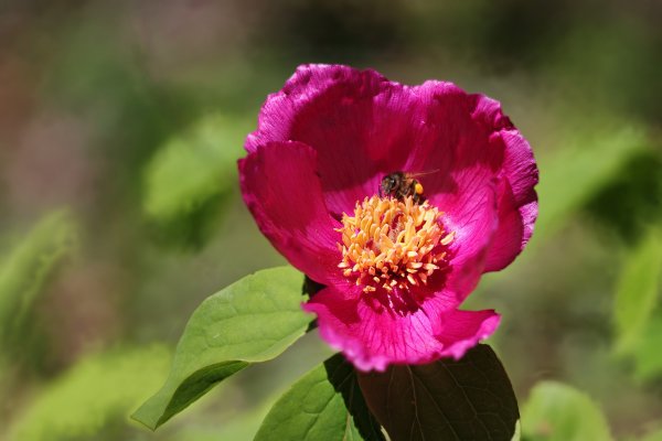 IMG_4848-1  Пион кавказский paeonia caucasica