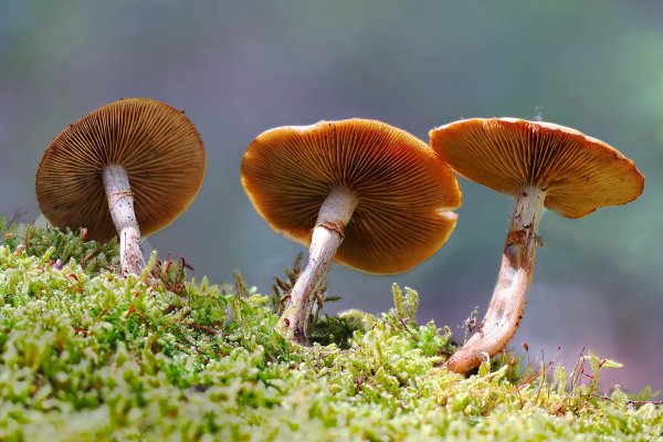 IMG_5474  Галерина окаймлённая (лат. Galerina marginata)