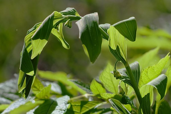 IMG_5505-1  Купена многоцветковая polygonatum multiflorum