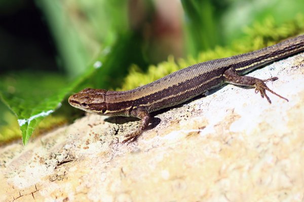 IMG_5588-1  Живородящая ящерица (Lacerta vivipara)