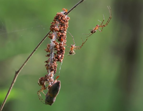 IMG_6141_1 Пауки крестовики - самцы и самка