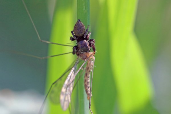 IMG_6188-1   Паук волк pardosa amentata