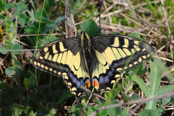 IMG_6193-1  Бабочка Махаон (Papilio Machaon)