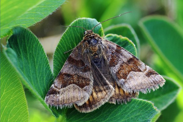 IMG_6272-1   Совка клеверная бурая (Euclidia glyphica) .