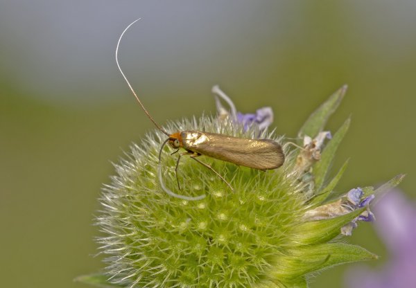 Золотой гусар.